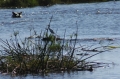 Hippo and bird